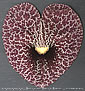 Aristolochia gigantea